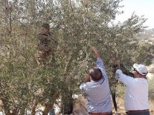 olive picking 3