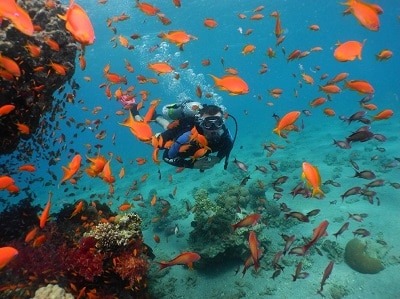 Red Sea Diving