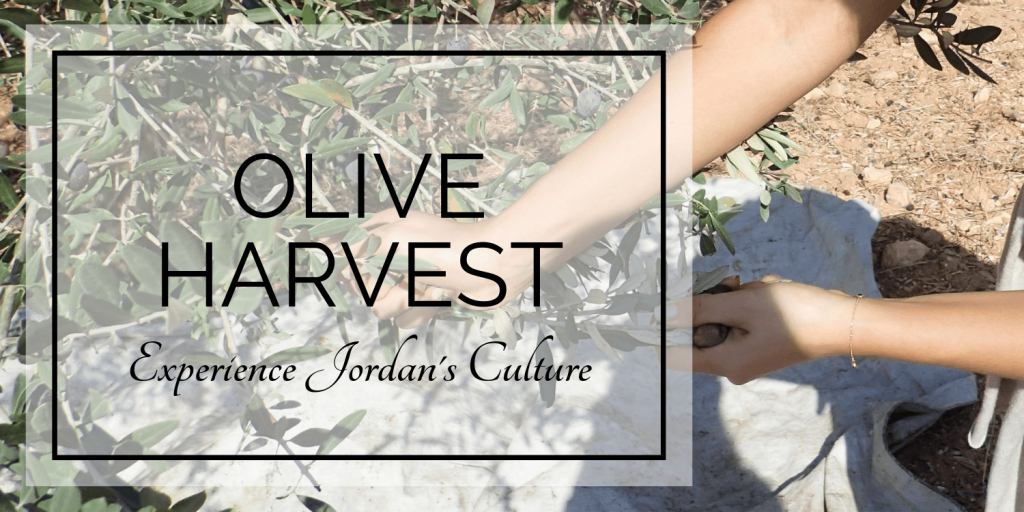 Blog OliveHarvest