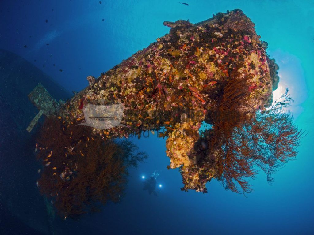 Cedar-Pride-Wreck-and-Diver-in-Aqaba