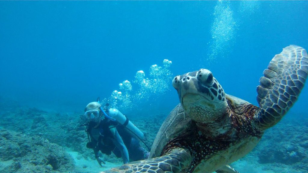 Jake-Turtle