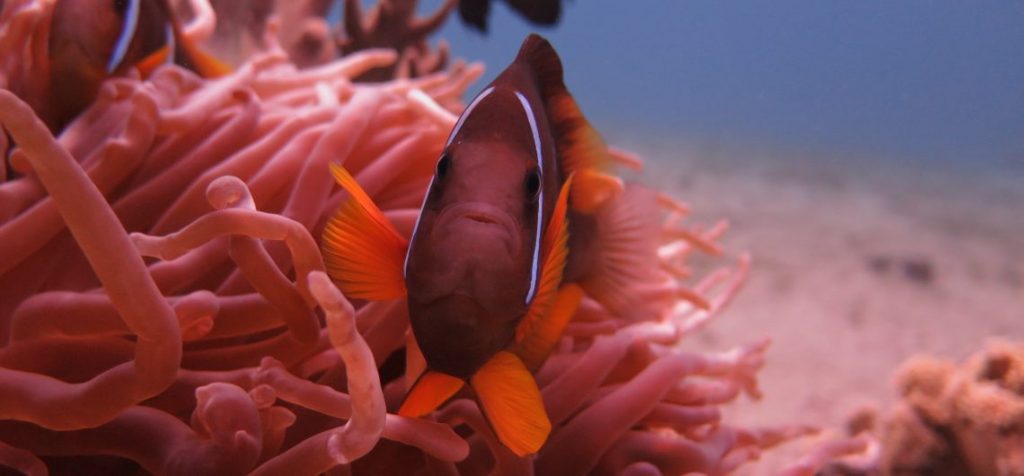 nemo-