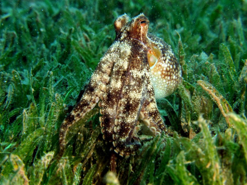 white-spotted-octopus
