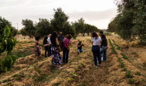 Carob Farm Tour 3