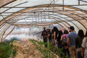 Carob farm Tour 7